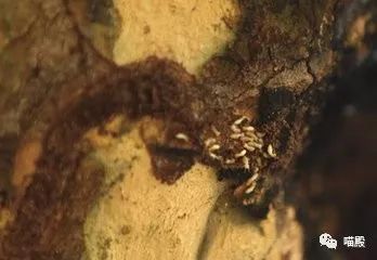 This animal, more cute than koala and kangaroo, is Australia's 'magic animal'.