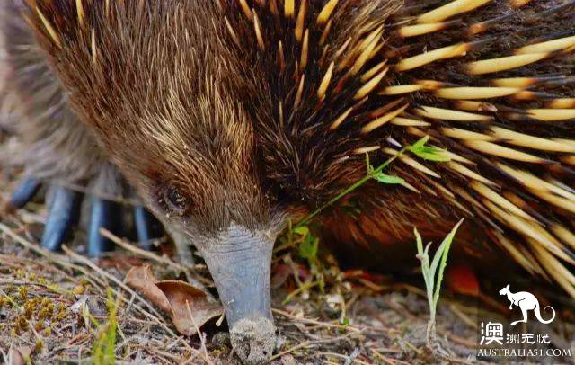 This animal, more cute than koala and kangaroo, is Australia's 'magic animal'.