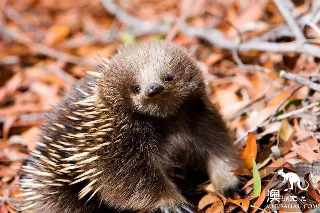 This animal, more cute than koala and kangaroo, is Australia's 'magic animal'.