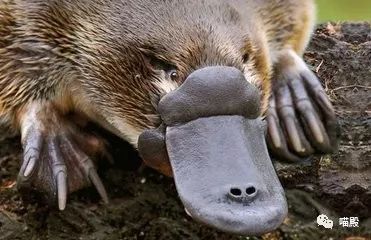 This animal, more cute than koala and kangaroo, is Australia's 'magic animal'.