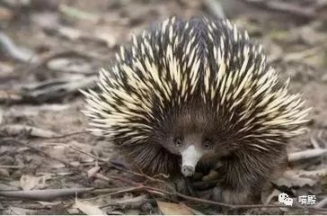 This animal, more cute than koala and kangaroo, is Australia's 'magic animal'.