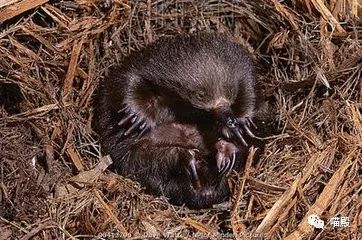 This animal, more cute than koala and kangaroo, is Australia's 'magic animal'.