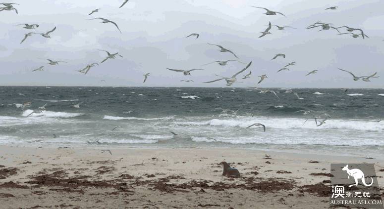 South Australia's first secret kangaroo island: Iceland, Africa, Madei sense of three-in-one