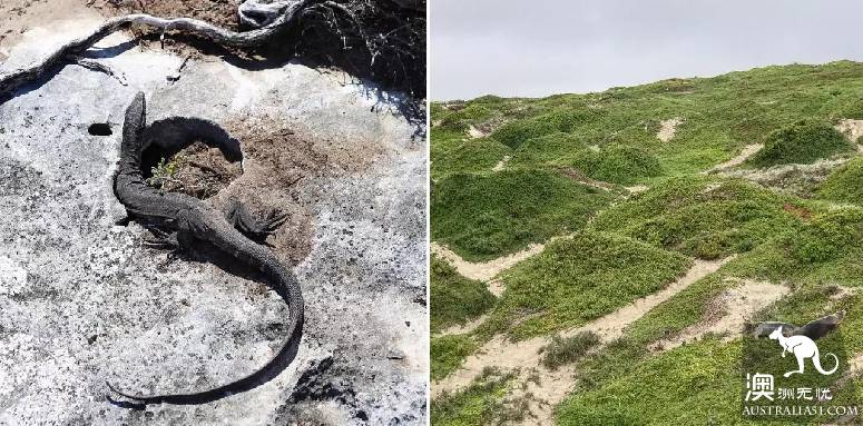 South Australia's first secret kangaroo island: Iceland, Africa, Madei sense of three-in-one