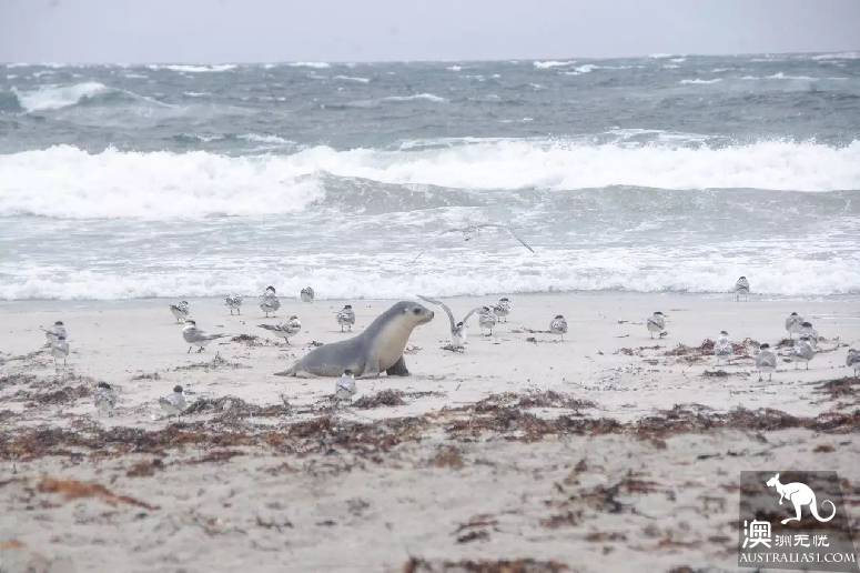 South Australia's first secret kangaroo island: Iceland, Africa, Madei sense of three-in-one