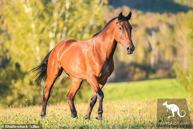 The 70-year-old man was killed on the spot when the nocturnal car in the south of Xinzhou hit a horse.