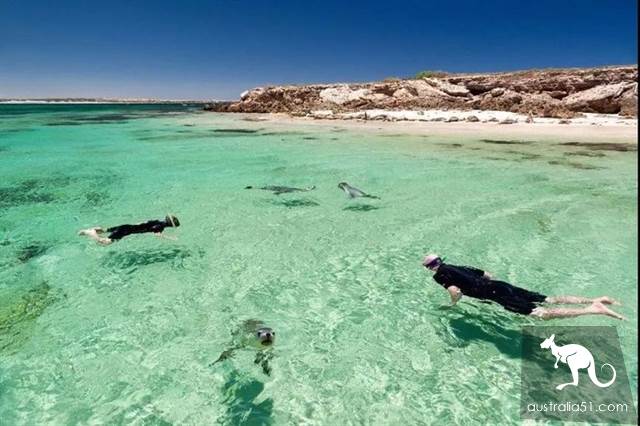 South Australia self-driving strategy: al Peninsula and sea lion travel together, watch 'Watermelon Avenue'