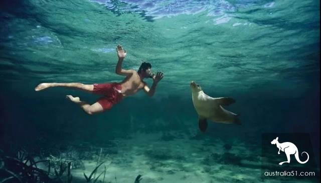 South Australia self-driving strategy: al Peninsula and sea lion travel together, watch 'Watermelon Avenue'