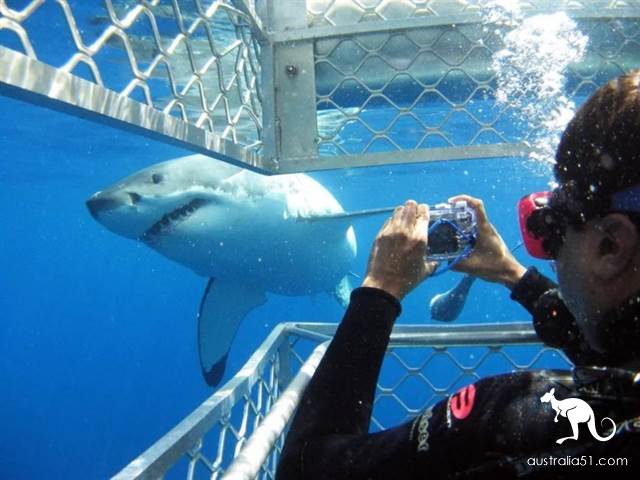 South Australia self-driving strategy: al Peninsula and sea lion travel together, watch 'Watermelon Avenue'