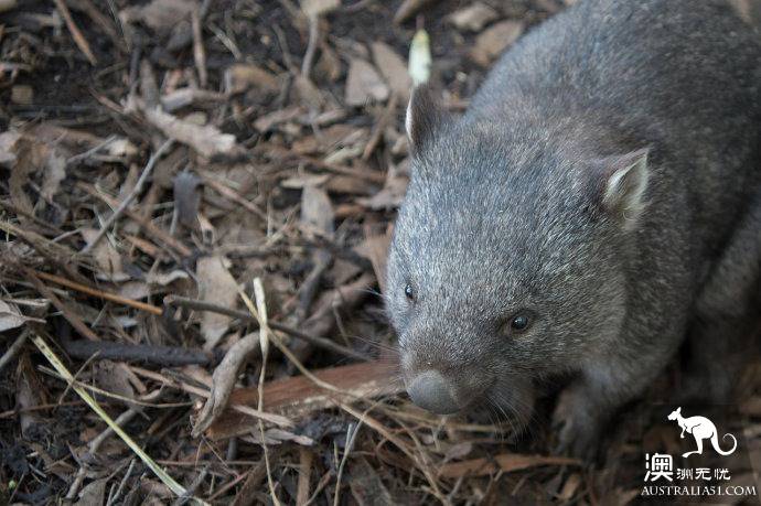 Eight days around the island, visiting the 'end of the world' Tasmania, Australia