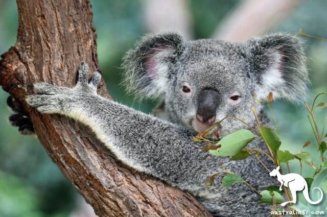 The fire destroyed the habitat! If the new state government does not act urgently, koalas may die out