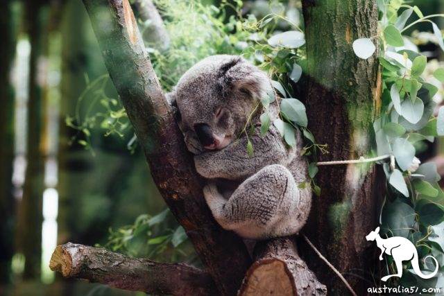 The fire destroyed the habitat! If the new state government does not act urgently, koalas may die out