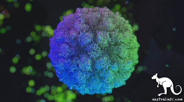 Gastroenteritis outbreak in Gold Coast, multi-care centres and schools