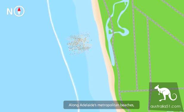 Adelaide's famous beach is running out of sand! South Australia government spends million to launch the 'North-Sand-South transfer' project to save the beach