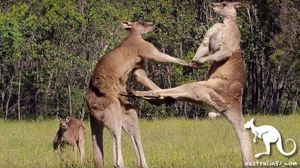 Australia sells kangaroo meat, why not Chinese food lovers?
