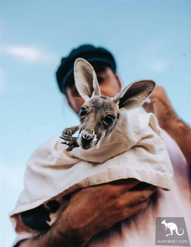 Gather! North Territory Animal Society