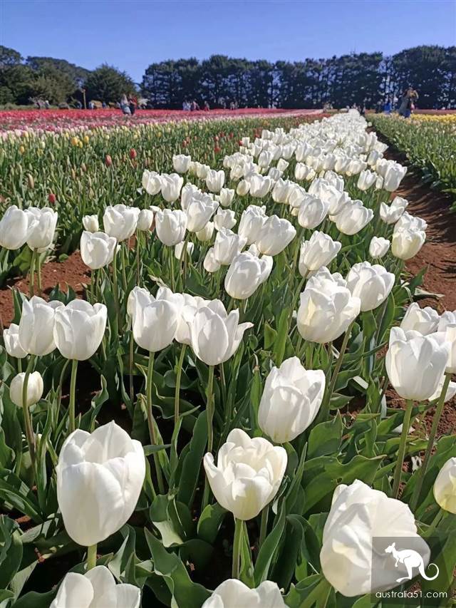 Let me see the largest tulip flower in the southern hemisphere in October