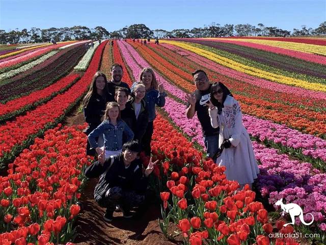 Let me see the largest tulip flower in the southern hemisphere in October