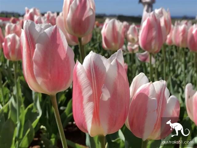 Let me see the largest tulip flower in the southern hemisphere in October