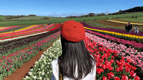 Let me see the largest tulip flower in the southern hemisphere in October
