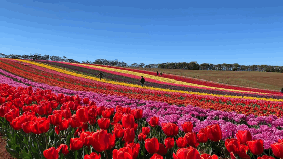 Let me see the largest tulip flower in the southern hemisphere in October
