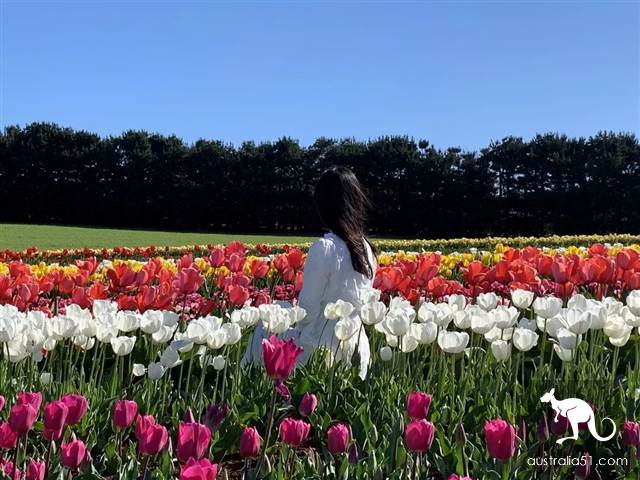 Let me see the largest tulip flower in the southern hemisphere in October