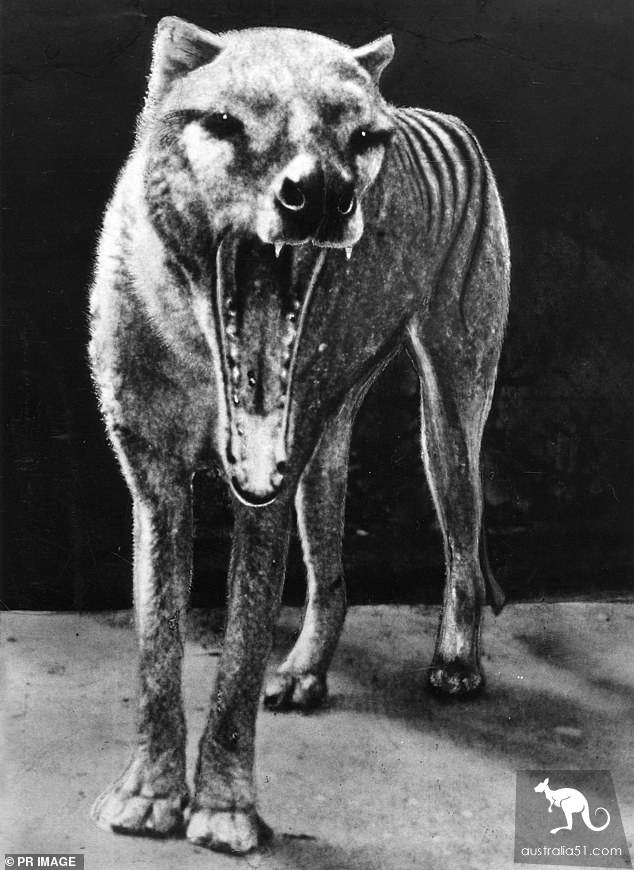 Isn't the tah state wolf extinct? Many people have seen it in recent years.