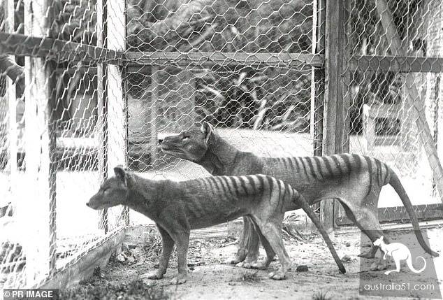 Isn't the tah state wolf extinct? Many people have seen it in recent years.