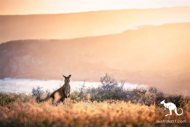 Kangaroo Island's latest self-driving route, every place is unfinished