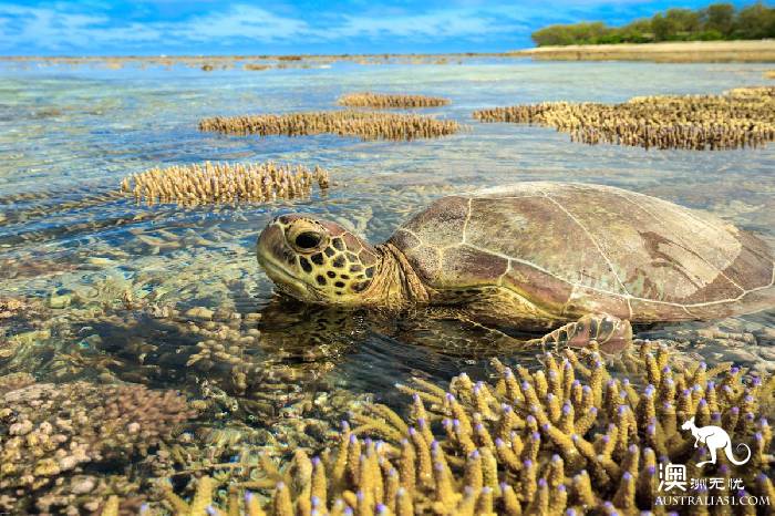 Lady Illite Island, 'Star' on the Great Barrier Reef in Central Queensland