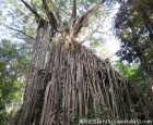 窗帘树（Curtain Fig Tree）