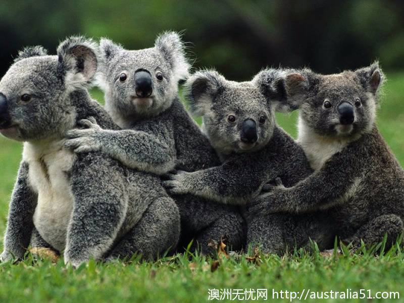 Kuranda Koala Gardens Kuranda No Worries Austrlia