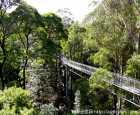 Otway Fly Treetop Adventures