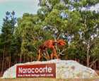 纳拉库特（Naracoorte）