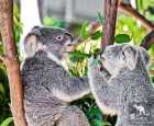 可伦宾野生动物园（Currumbin Wildlife Sanctuary）