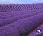 布莱德斯托薰衣草农场(Bridestowe Lavender Farm)