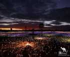 乌鲁鲁原野星光展（Field of Light Uluru）