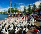 Pelican Feeding