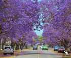 格拉夫顿蓝花楹节（Grafton Jacaranda Festival）