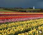 台角郁金香农场（Table Cape Tulip Farm）