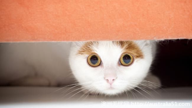 Adelaide residential cats are mostly affected, the neighborhood complained that there was no way to move away