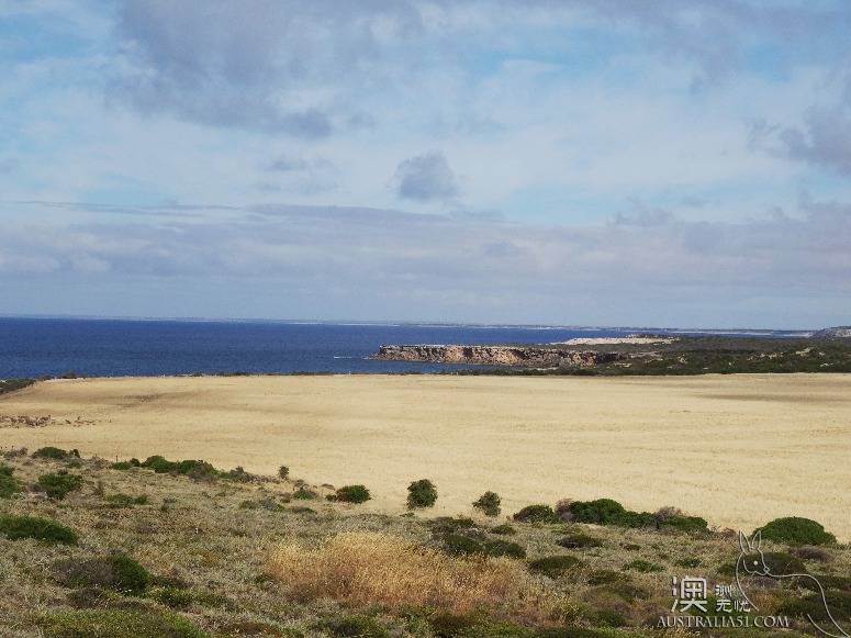 The old driver's self-driving strategy in south Australia's York peninsula