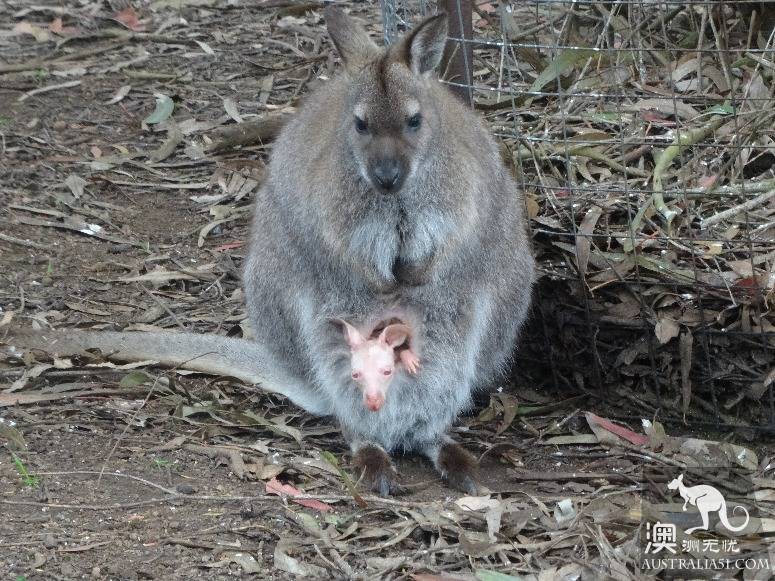A self-driving strategy for old drivers on kangaroo island in south Australia