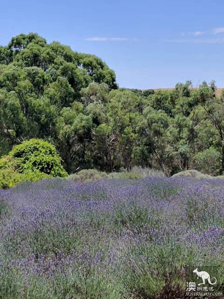 探访林道薰衣草农场（Lyndoch Lavender Farm）
