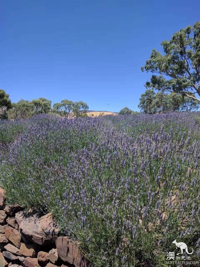 探访林道薰衣草农场（Lyndoch Lavender Farm）