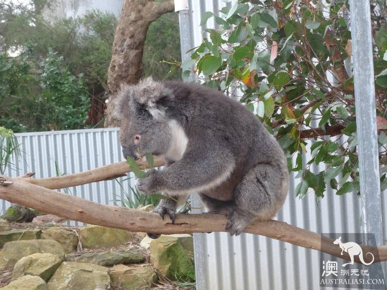 A self-driving strategy for old drivers on kangaroo island in south Australia