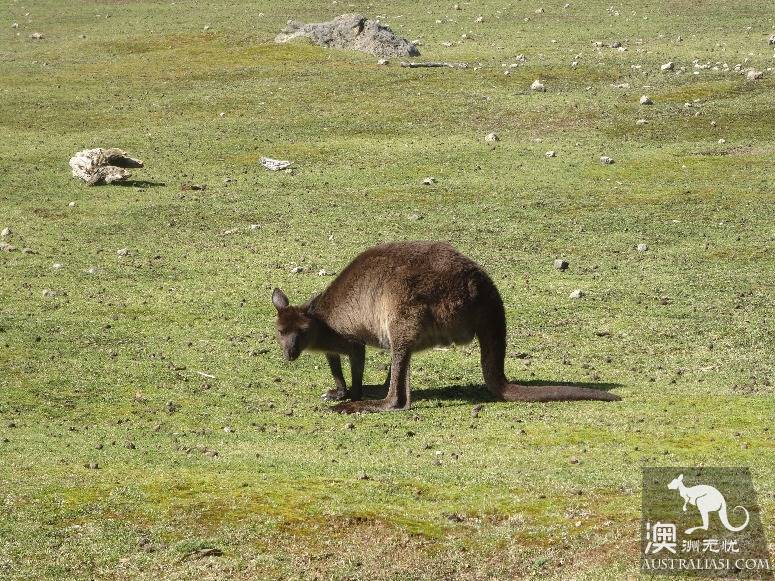 A self-driving strategy for old drivers on kangaroo island in south Australia