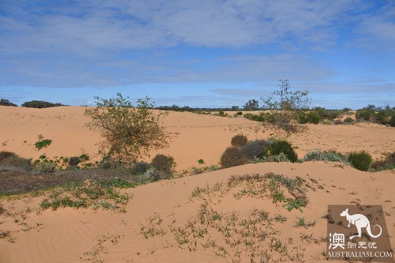 Giant sacrifice, veteran driver of Australia's self-driving strategy Mongo National Park, Lake Terrell