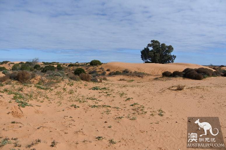 Giant sacrifice, veteran driver of Australia's self-driving strategy Mongo National Park, Lake Terrell