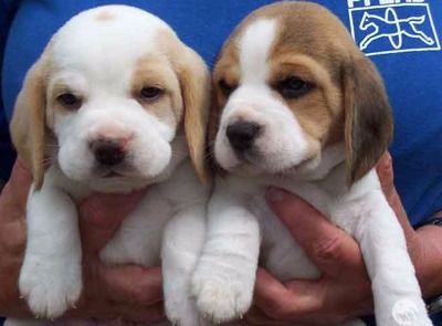 How do I adopt a pet in Australia?